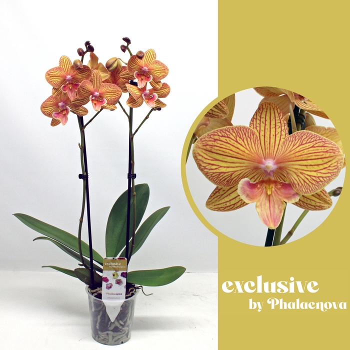 <h4>Anastasia 2-tak 60cm (RIJP)</h4>