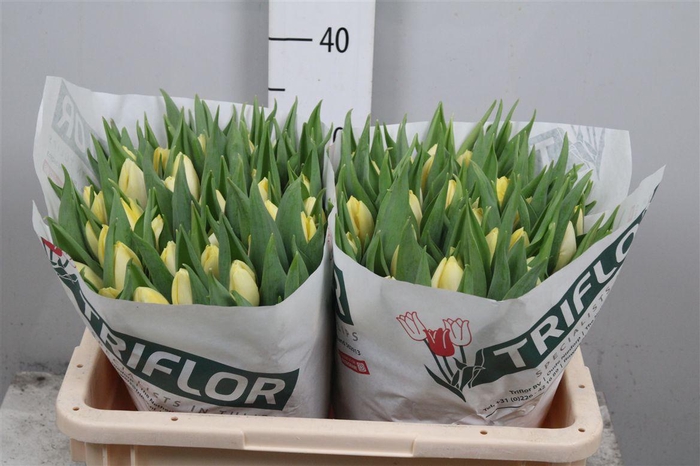 <h4>Tu En Creme Prince</h4>