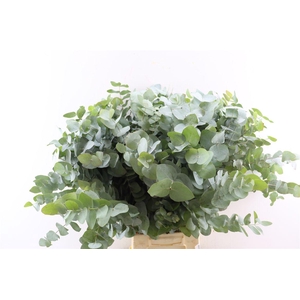 Euca Cinerea 200gr P Bunch