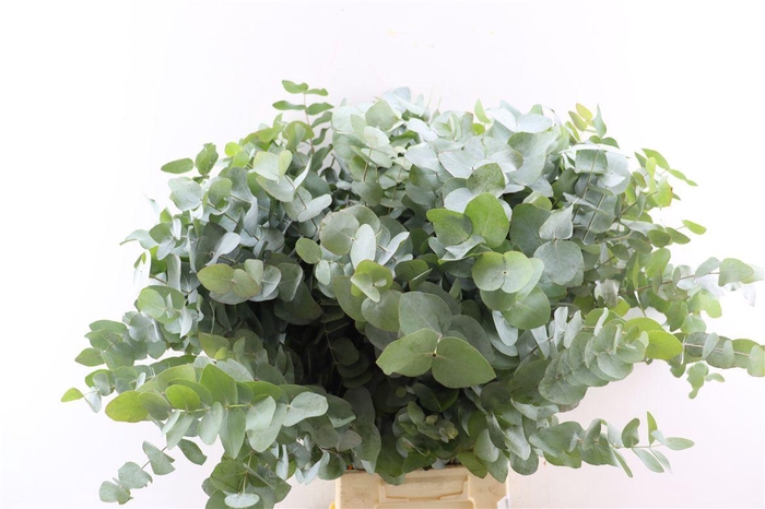 Euca Cinerea 200gr P Bunch