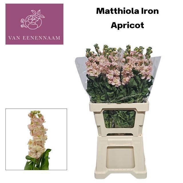 <h4>MATTH IRON APRICOT</h4>