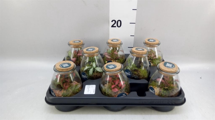 <h4>Arr. Planten L%</h4>