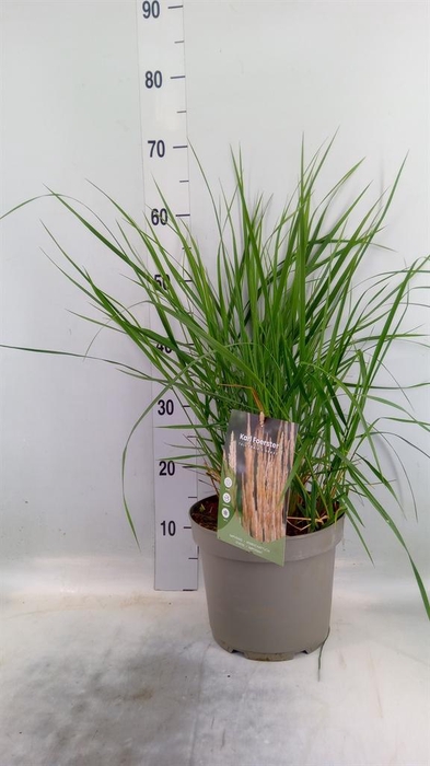 <h4>Calamagrostis acutifl. 'Karl Foe'</h4>