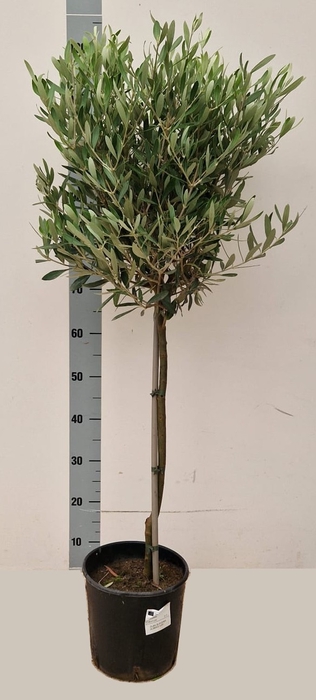 OLEA EUROPAEA