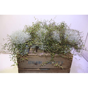 arr8 Leucoph Brownii + Muehlenbeckia