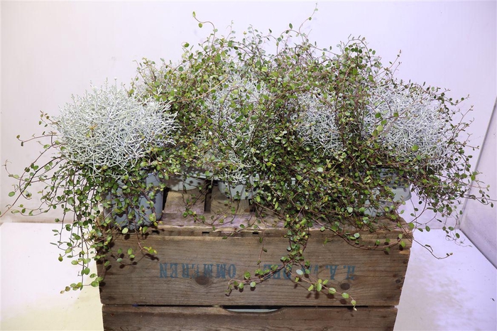 <h4>arr8 Leucoph Brownii + Muehlenbeckia</h4>
