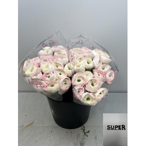 RAN CLONI SUPER HANOI