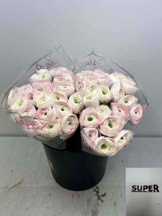 <h4>RAN CLONI SUPER HANOI</h4>