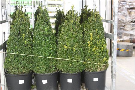 <h4>Buxu Sempervirens Pyramide</h4>
