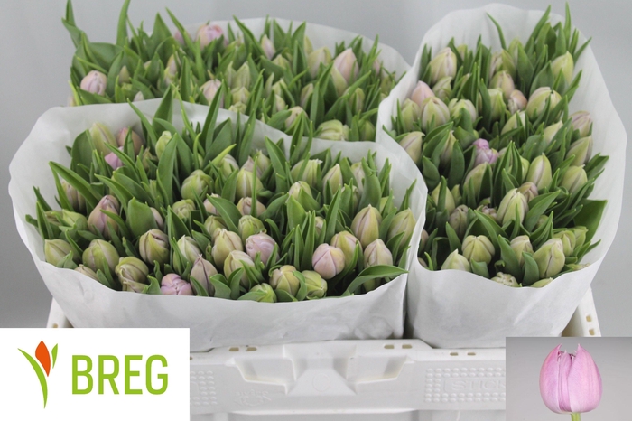 <h4>TU DU KATINKA</h4>