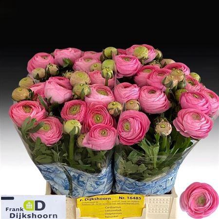 <h4>Ran Aazur Li Pink</h4>