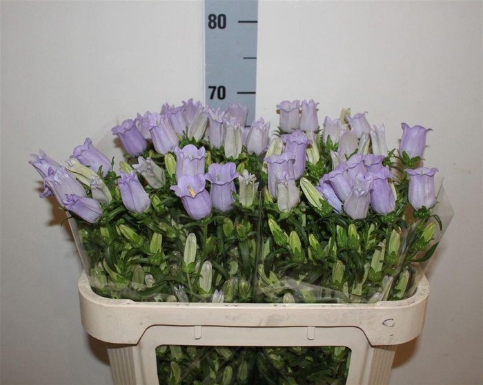 <h4>Camp M Champion Lavender</h4>