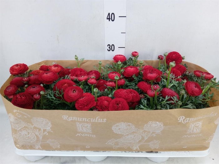 <h4>Ranunculus  'Sprinkles Red'</h4>