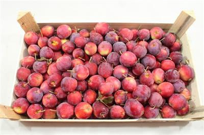 <h4>RODE MINI APPELTJES per KIST</h4>
