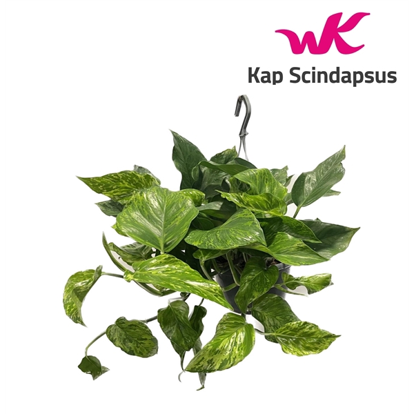 <h4>Epipremnum Marble Green Hang Teruggeknipt</h4>
