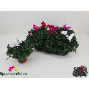 CYCL MD SUP ELEGANTE