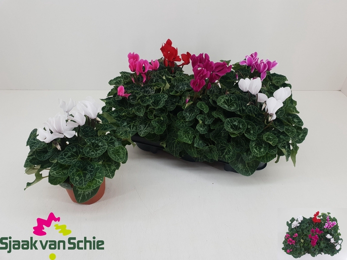 <h4>CYCL MD SUP ELEGANTE</h4>