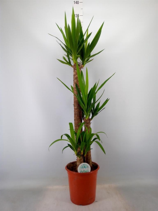 <h4>Yucca   ...</h4>