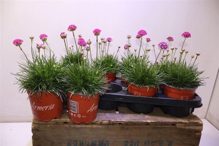 <h4>Arme Mar Rosea</h4>