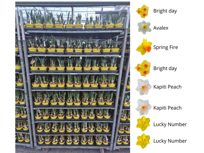 <h4>NARC MIXK 6 SRT</h4>