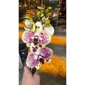 Phalaenopsis Exotic Punch - 2 tak 70cm