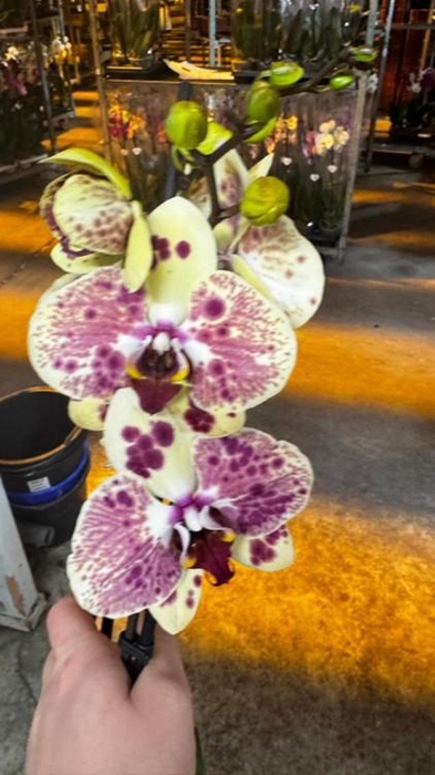 <h4>Phalaenopsis Exotic Punch - 2 tak 70cm (Less Plastic)</h4>