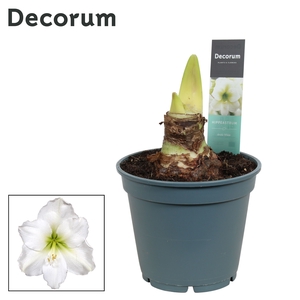 Hippeastrum Arctic White 2/3 Knop Bolmaat 36-40 (Decorum)