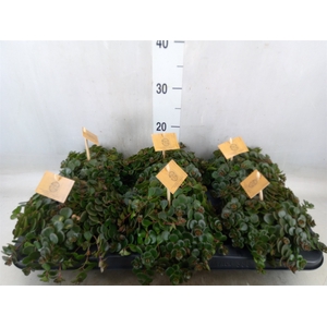 Sedum makinoi 'Kosmosje'