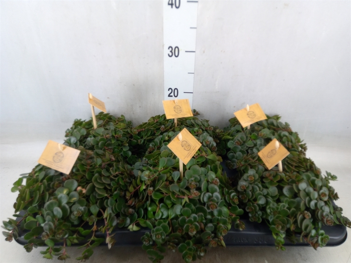<h4>Sedum makinoi 'Kosmosje'</h4>