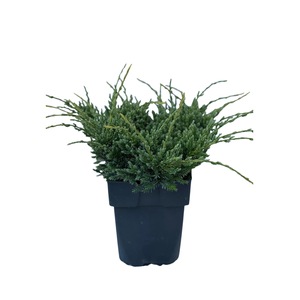 Juniperus squamata 'Holger' P17