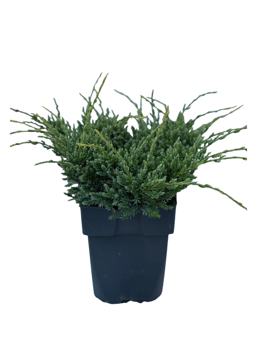 <h4>Juniperus squamata 'Holger' P17</h4>