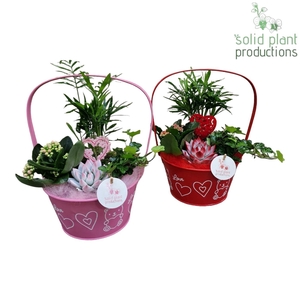 ZVC003 Joyce Red/Pink