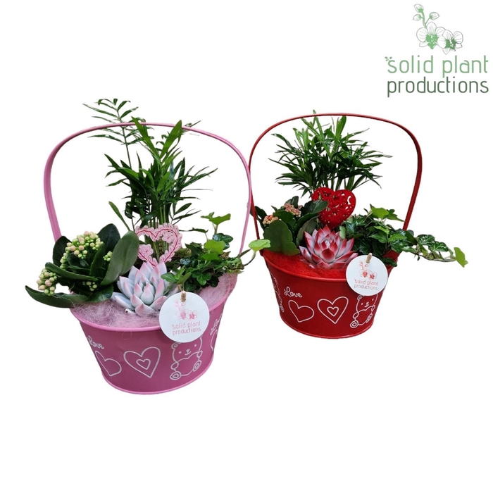 <h4>ZVC003 Joyce Red/Pink</h4>