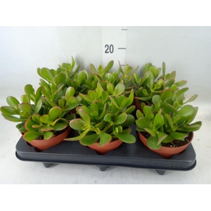 Crassula ovata