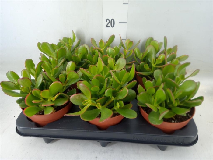 <h4>Crassula ovata</h4>