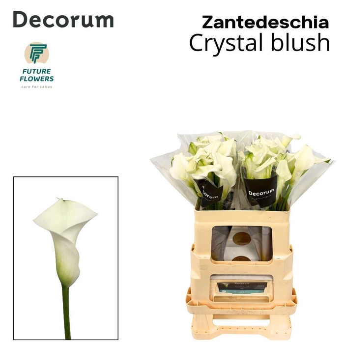 <h4>CALLA CRYSTAL BLUSH ZANT CRYSTAL BL</h4>
