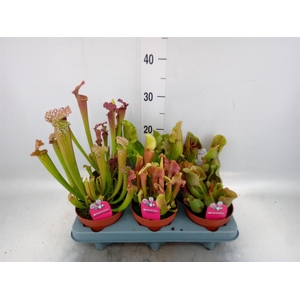 Sarracenia ...