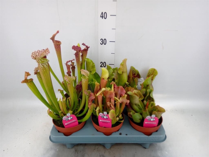 <h4>Sarracenia   ...</h4>