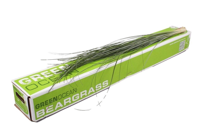 <h4>Xerophyllum tenax Beargrass per bos</h4>