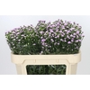 Aster Baby Pink Pearl