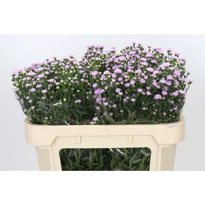Aster Baby Pink Pearl