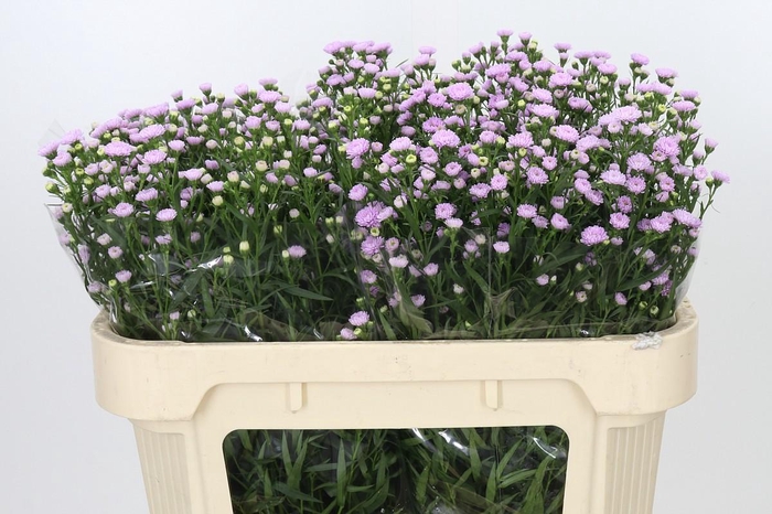 <h4>Aster Baby Pink Pearl</h4>