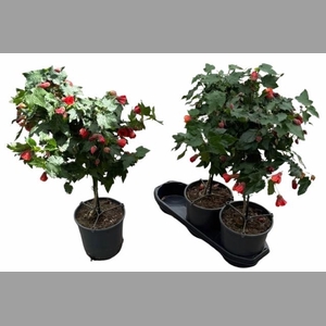 ABUT RED TRUMPET