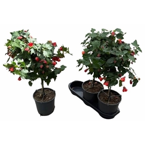 Abut Red Trumpet