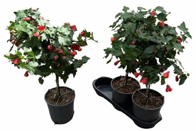 <h4>ABUT RED TRUMPET</h4>