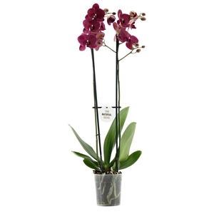 Phalaenopsis   ...red