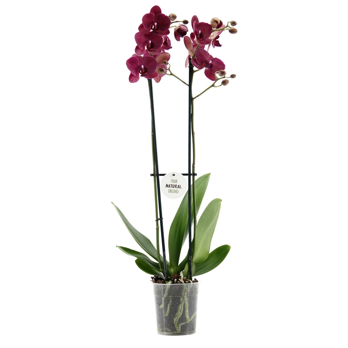 <h4>Phalaenopsis   ...red</h4>