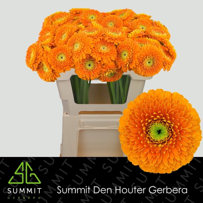 <h4>Gerbera Bolero RajaRaja</h4>