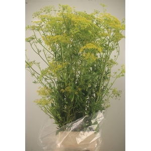 ANGELICA GIGAS