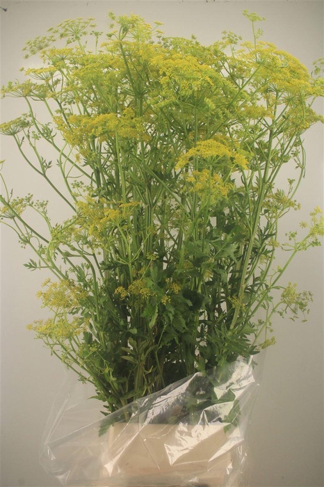 <h4>ANGELICA GIGAS</h4>
